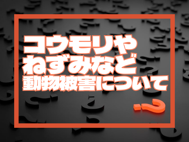 外壁塗装 コウモリやねずみなど動物被害について