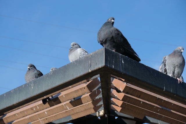 ハト被害|岡山住宅
