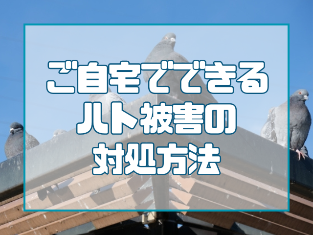 ハト対策
